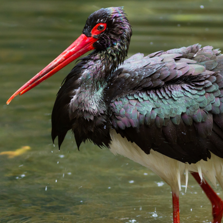 Extremadura, birdwatching, observación de aves, Monfragüe